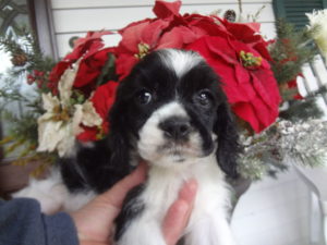 Hattie's pup Sally
