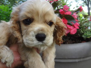 Adeline's pup Rudy