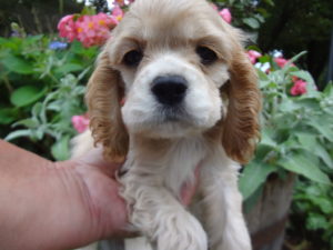 Eloise's pup Hazel