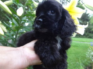 Eloise's pup Bailey