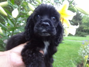 Eloise's pup Bailey