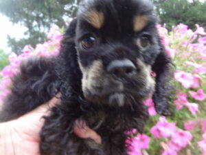 Eloise's pup Mia